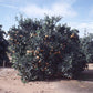 Parent Washington Navel Orange Budwood citrus plant material online shopping