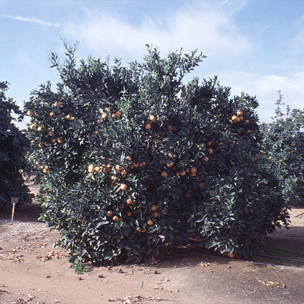 Parent Washington Navel Orange Budwood citrus plant material online shopping