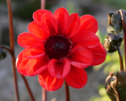 Japanese Bishop Dahlia