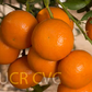 Murcott Mandarin Budwood citrus plant material online shopping