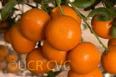 Murcott Mandarin Budwood citrus plant material online shopping
