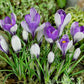 Yalta Crocus Corms