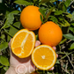 Atwood Navel Orange Budwood citrus plant material online shopping