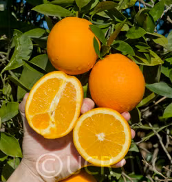 Atwood Navel Orange Budwood citrus plant material online shopping