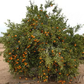 Clemenules Clementine Budwood citrus plant material online shopping