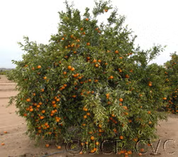Clemenules Clementine Budwood citrus plant material online shopping