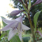 Kempen Waving Shadow Hosta Plants online shopping