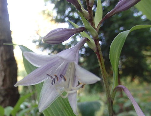 Kempen Waving Shadow Hosta Plants online shopping