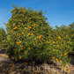 Jincheng Sweet Orange Budwood citrus plant material online shopping