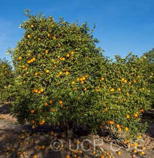 Jincheng Sweet Orange Budwood citrus plant material online shopping