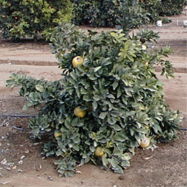 Tahitian Pummelo Budwood citrus plant material online shopping