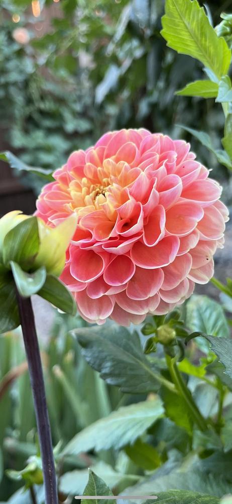 Crichton Honey Dahlia