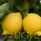 Femminello Siracusano 2KR Lemon Budwood citrus plant material online shopping