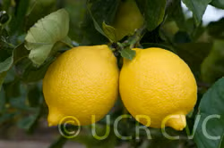 Femminello Siracusano 2KR Lemon Budwood citrus plant material online shopping