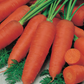 Kuroda Nova Carrot