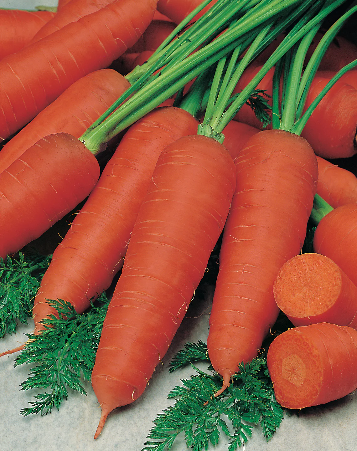Kuroda Nova Carrot