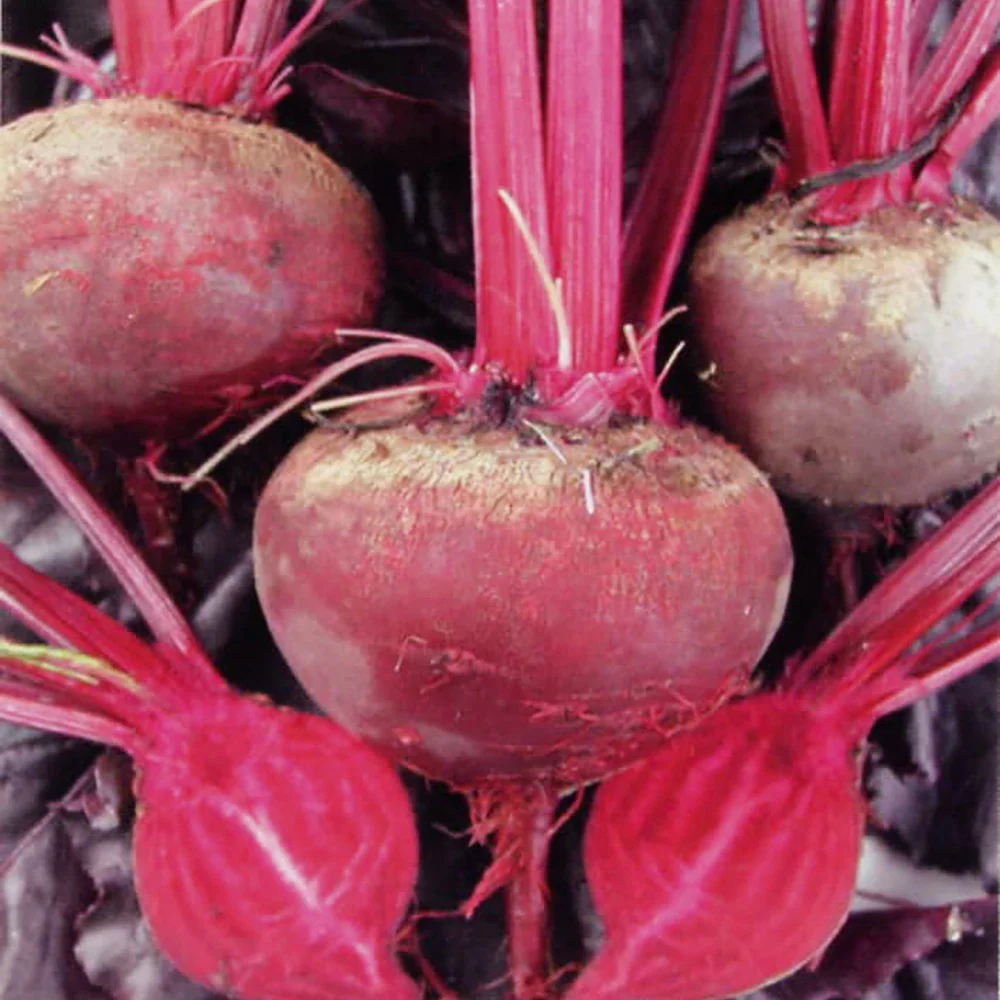 Bull's Blood Beet Seeds online shopping