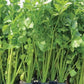 Chinese Yellow Stem Celery