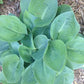 Blue Vision Hosta Plants online shopping