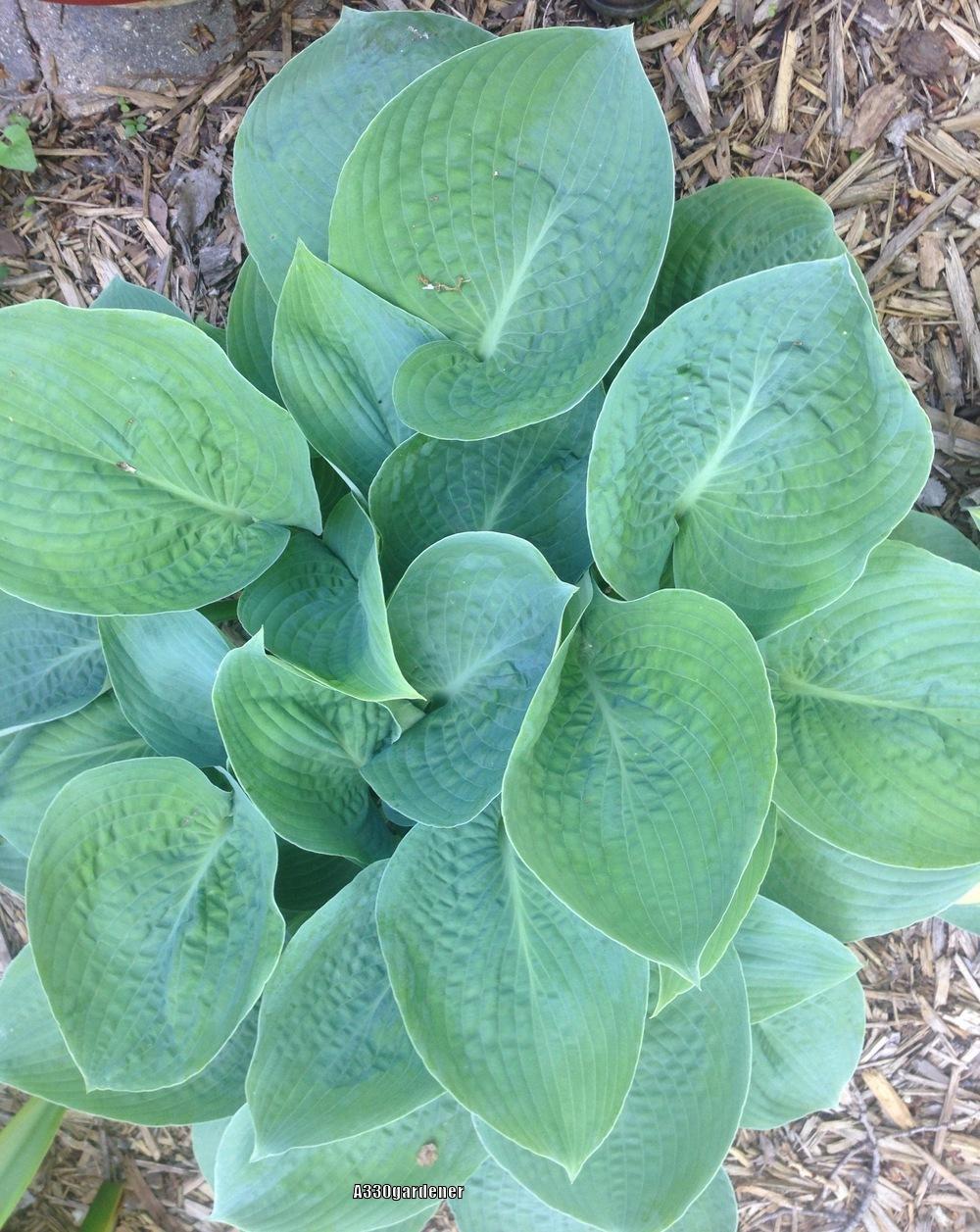 Blue Vision Hosta Plants online shopping