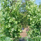 Alderman (Tall Telephone) Shelling Pea Seeds online shopping