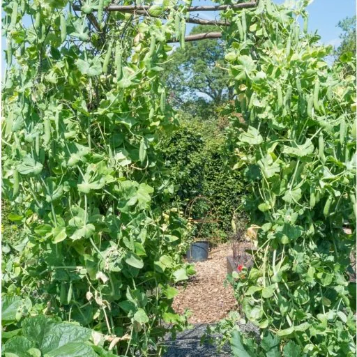 Alderman (Tall Telephone) Shelling Pea Seeds online shopping
