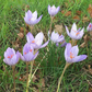 Speciosus Fall Flowering Crocus Corms