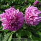 Vassio Meggos Dahlia Plants online shopping
