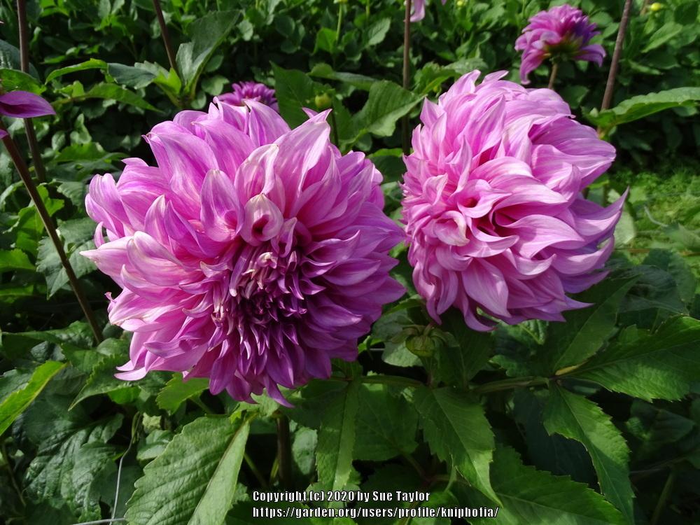 Vassio Meggos Dahlia Plants online shopping