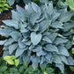 Smoke Signals Hosta Plants online shopping