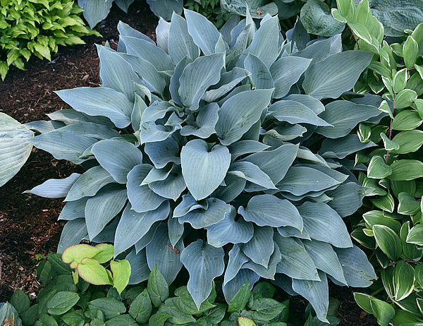 Smoke Signals Hosta Plants online shopping