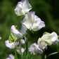 Albutt Blue Sweet Pea seeds online shopping