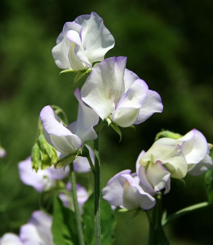 Albutt Blue Sweet Pea seeds online shopping