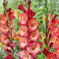 Ocaso Gladiolus Corms