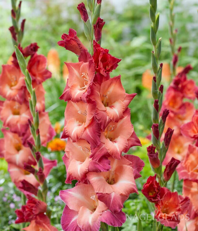 Ocaso Gladiolus Corms