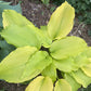 Talcott Ravine Hosta Plants online shopping