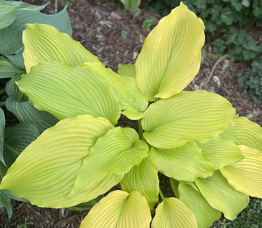 Talcott Ravine Hosta Plants online shopping