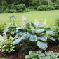 Millennium Hosta Plants online shopping