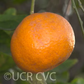 Willowleaf Mediterranean Mandarin Budwood citrus plant material online shopping