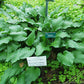 Fujibotan Hosta Plants online shopping