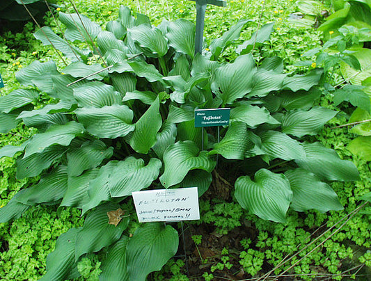 Fujibotan Hosta Plants online shopping