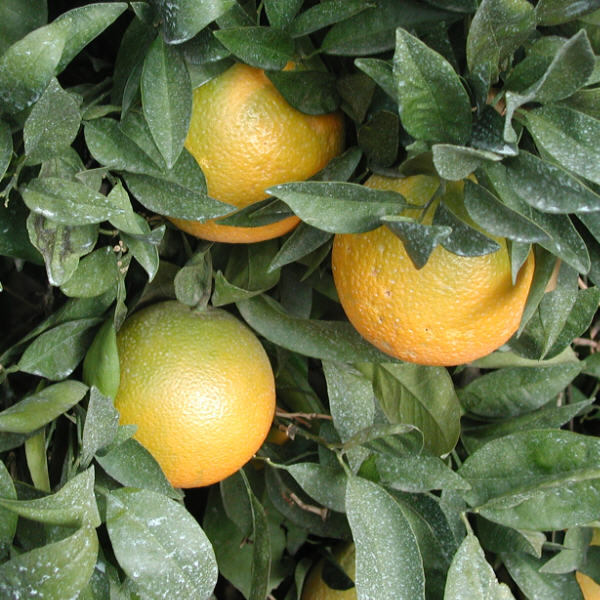 Palmer Navel Orange Budwood citrus plant material online shopping