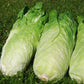 Nettuno Chicory