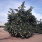 Sanguinelli Blood Orange Budwood citrus plant material online shopping