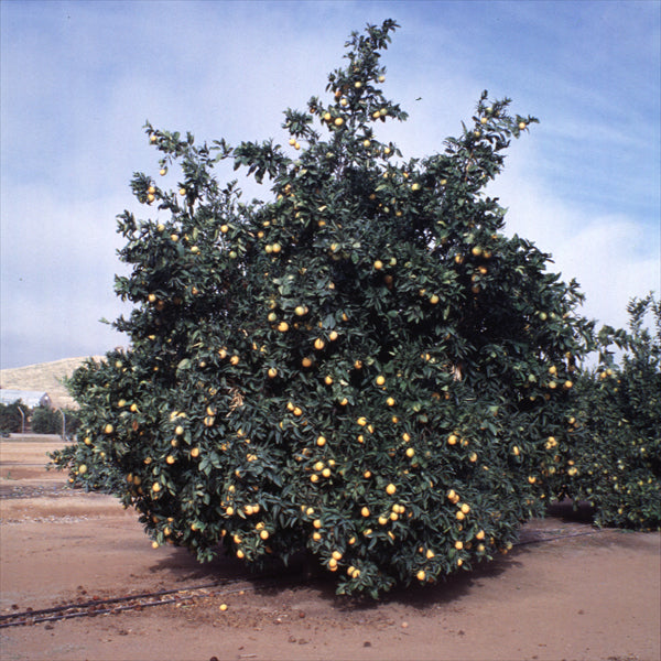 Sanguinelli Blood Orange Budwood citrus plant material online shopping