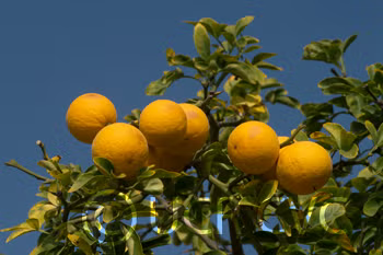 Rich 16-6 Trifoliate Seed citrus plant material online shopping