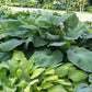 Lakeside Maverick Hosta Plants online shopping