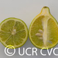 Rangpur Lime x Troyer Citrange Trifoliate Hybrid Budwood citrus plant material online shopping