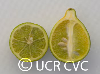 Rangpur Lime x Troyer Citrange Trifoliate Hybrid Budwood citrus plant material online shopping