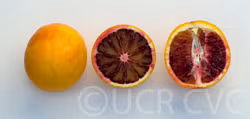 Tarocco Blood Orange Budwood citrus plant material online shopping